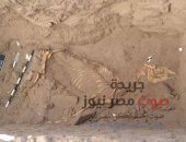 العثور علي الحصان المصري القديم بالسودان محتفظاُ بشعره منذ 3الآف عام