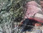 العثور علي جثة شخص مجهول الهوية بالاراضي الزراعية بمركز ابشواى | صوت مصر نيوز
