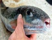 مركز السموم بكلية الطب الإسكندرية يحذر من هذه السمكة | صوت مصر نيوز