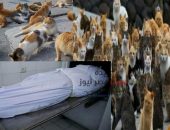 نهاية مأساوية لمأمور ضرائب علي المعاش علي يد 20 قطة | صوت مصرنيوز