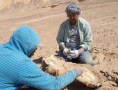 جامعة جنوب الوادى تكتشف عظام سلحفاة يعود تاريخها لأكثر من 70 مليون سنة بالفرافره|صوت مصر نيوز
